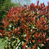 Glansmispel 'Red Robin' 9cm pot - Willemse