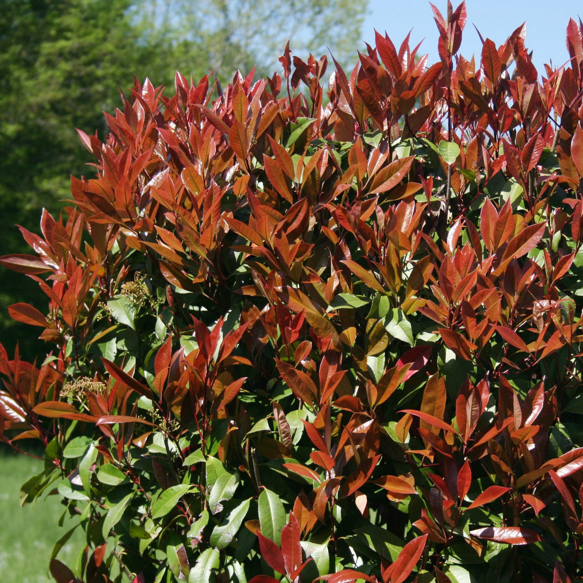 Voorjaarshagen collectie (x4) - Photinia, Forsythia, Spireae Grefsheim , Chaneomeles - Willemse