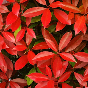 Photinia fraseri Red Robin - Glansmispel 'Red Robin' 9cm pot - Photinia