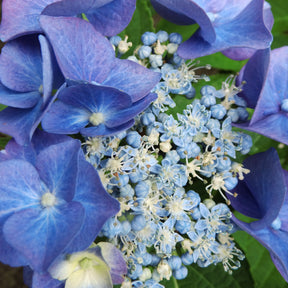 Hydrangea macrophylla teller blue - Boerenhortensia 'Teller' - Hortensia macrophylla