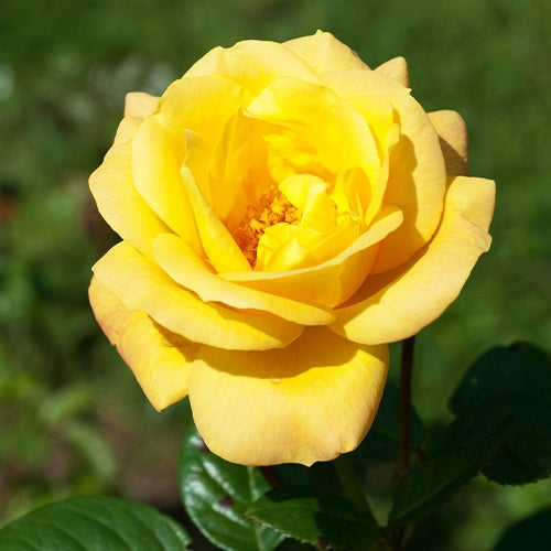 Struikroos Rosa 'Arthur Bell' - Rosa arthur bell - Willemse