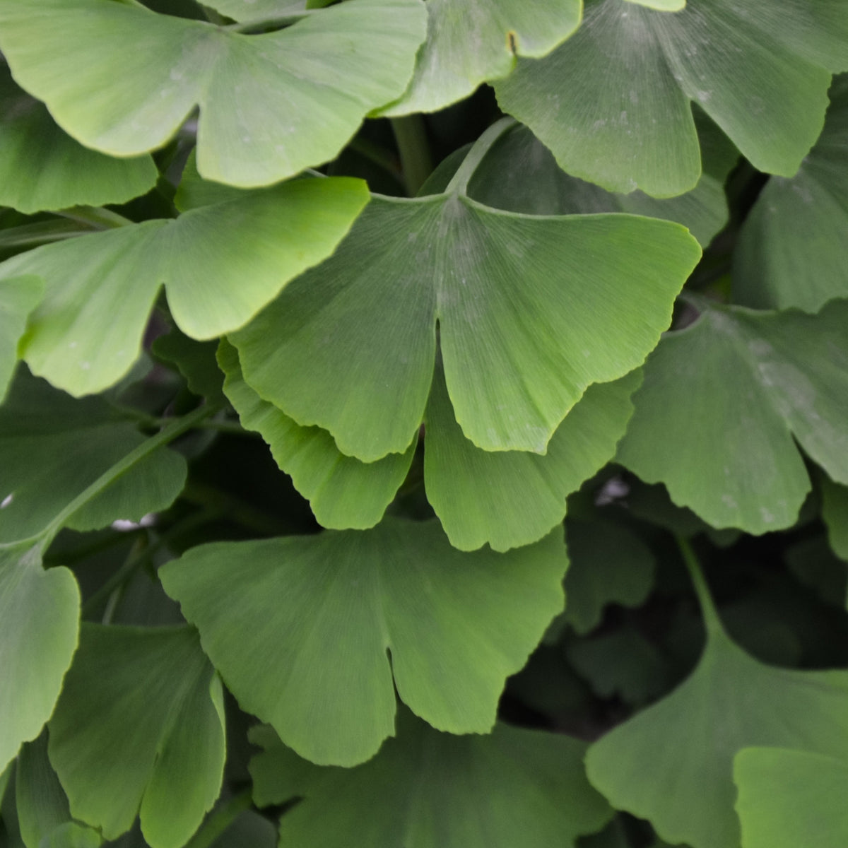 Japanse notenboom - Ginkgo - Ginkgo biloba - Willemse