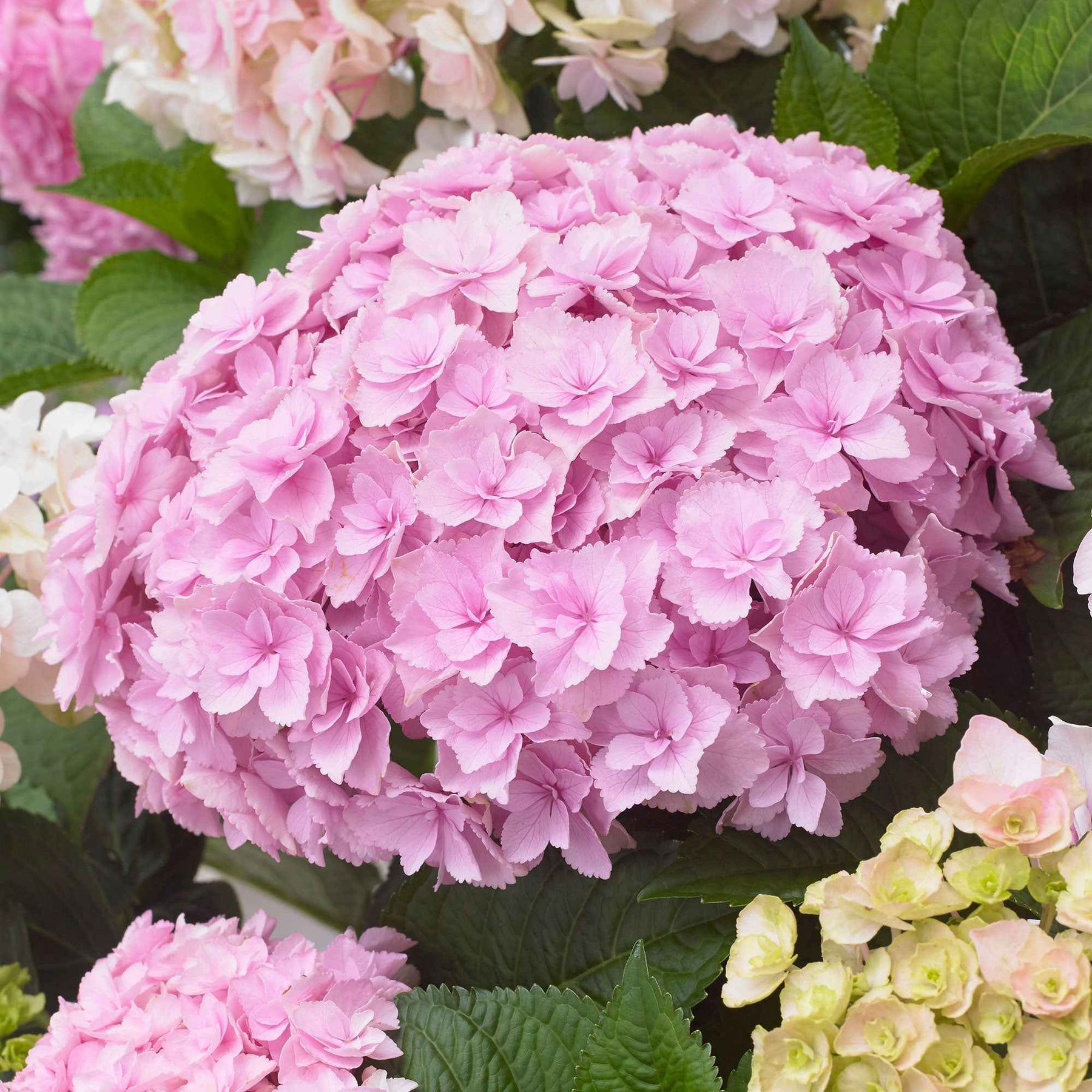 Boerenhortensia 'Doppio Nuvola' - Hydrangea macrophylla Doppio Nuvola - Willemse