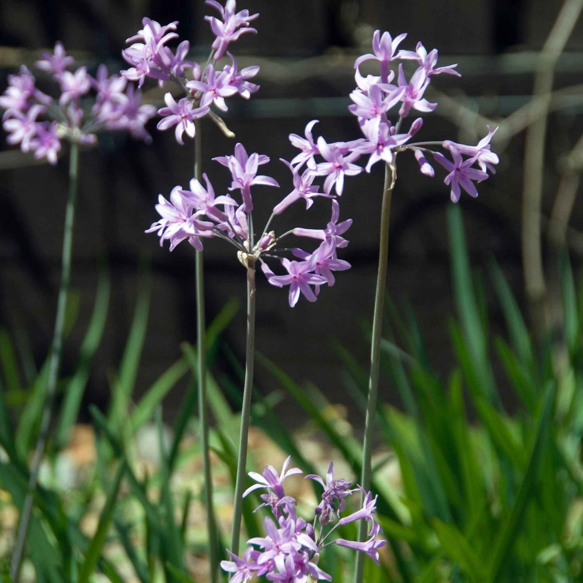 Wilde knoflook (x3) - Tulbaghia violacea - Willemse