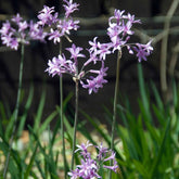 Wilde knoflook (x3) - Tulbaghia violacea - Willemse
