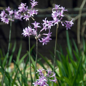 Wilde knoflook (x3) - Tulbaghia violacea - Willemse