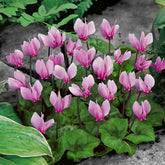 Tuincyclaam (x3) - Cyclamen hederifolium - Willemse