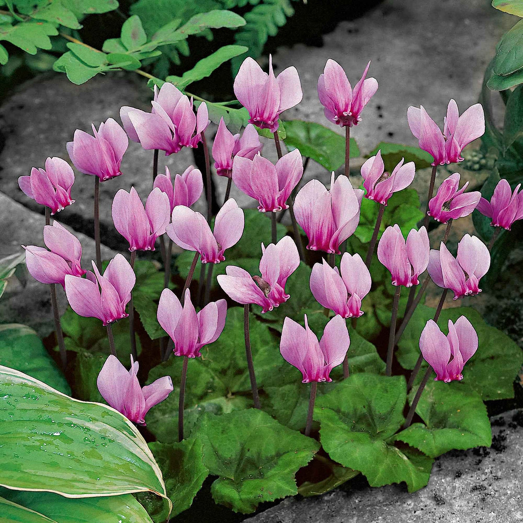 Tuincyclaam (x3) - Cyclamen hederifolium - Willemse