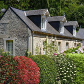 Groenblijvende haag - Mix (x5) - Willemse