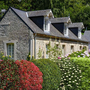 Groenblijvende haag - Mix (x5) - Willemse