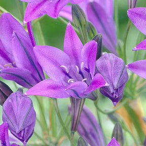 Triteleia 'Queen Fabiola' (x100) - Triteleia ixioides 'queen fabiola' - Willemse