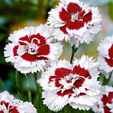 Grasanjer 'Alice' (x3) - Willemse