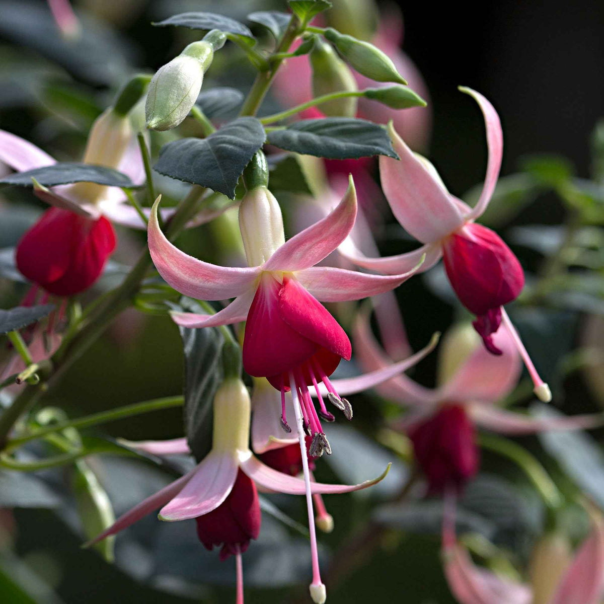Fuchsia 'Celia Smedley' (x3) - Fuchsia 'celia smedley' - Willemse