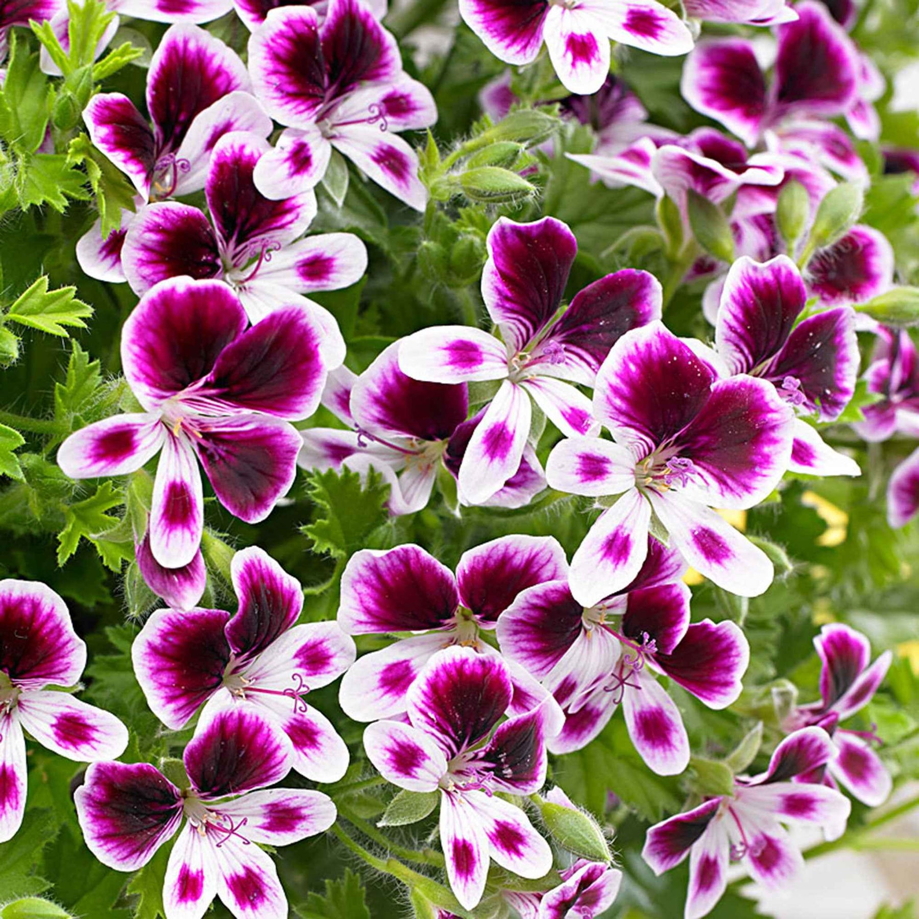 Geranium 'Mosquitaway Eva' (x3) - Pelargonium 'mosquitaway eva' - Willemse