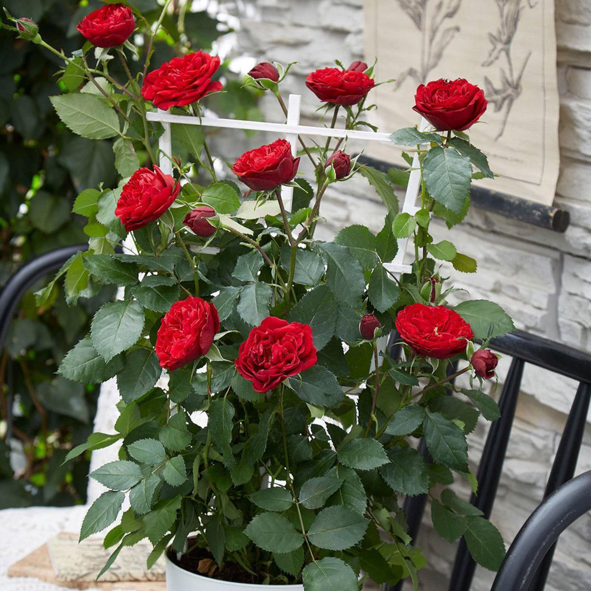 Rosa hybride 'crazy in love red' - Klimroos Rosa 'Crazy in Love' rood - Klimrozen