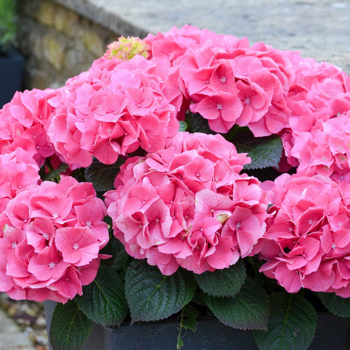 Boerenhortensia 'Rosita' - Hydrangea macrophylla 'rosita' - Willemse
