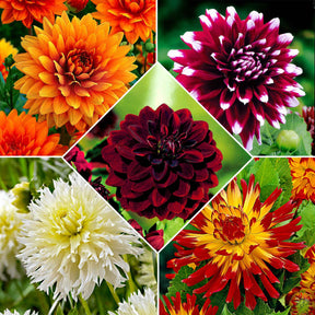 Grootbloemige dahlia - Mix 'The Kiss' (x5) - Willemse