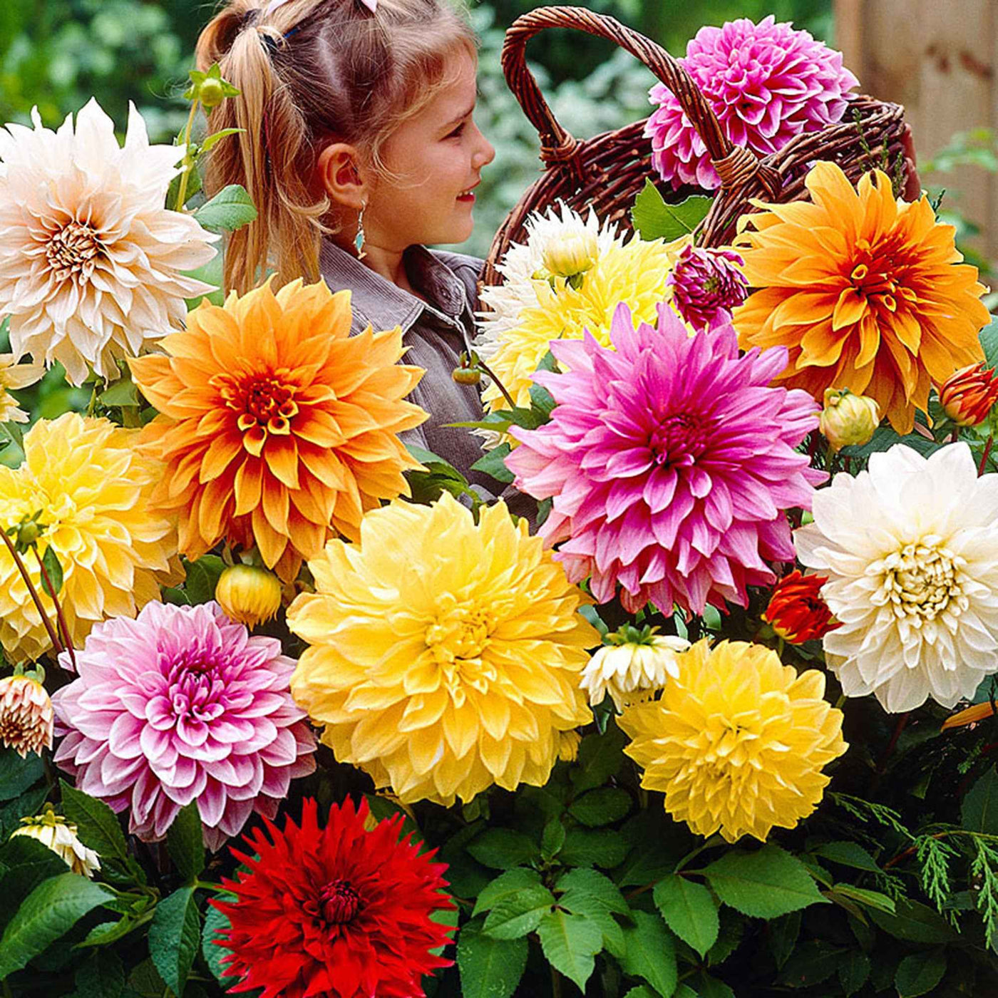 Grootbloemige dahlia - Mix 'Mammoth' (x5) - Willemse