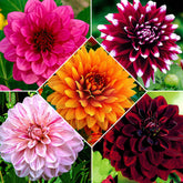 Grootbloemige dahlia - Mix (x5) - Willemse