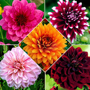 Grootbloemige dahlia - Mix (x5) - Willemse