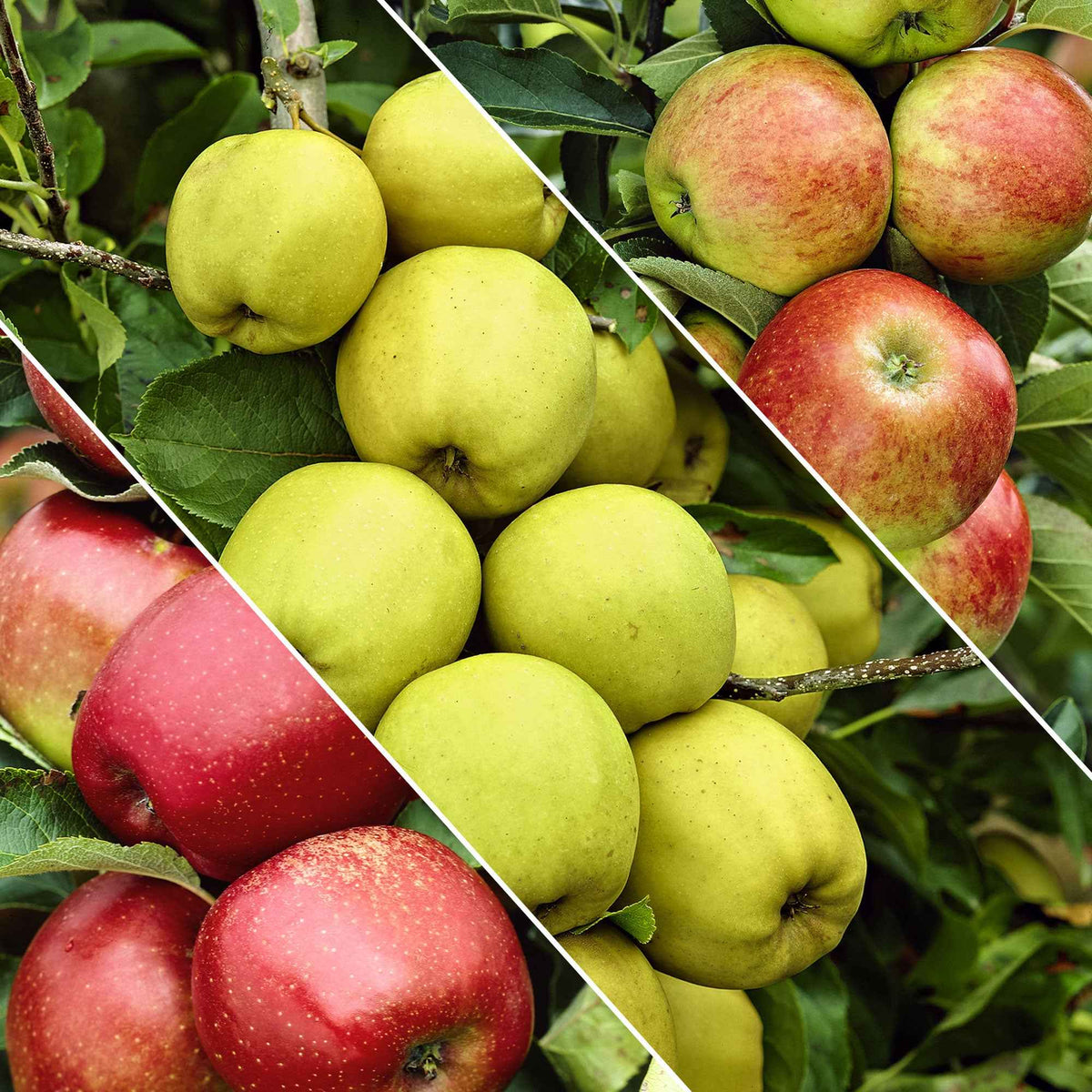 Malus domestica Jonagored, Golden Delicious, Elstar - Appelboom - Trio 'Jonagored' + Golden Delicious'+ 'Elstar' - Appelbomen