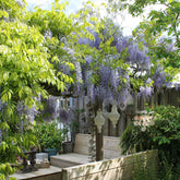 Blauwe regen Wisteria 'Caroline' - Willemse