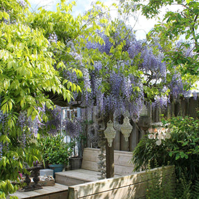 Blauwe regen Wisteria 'Caroline' - Willemse