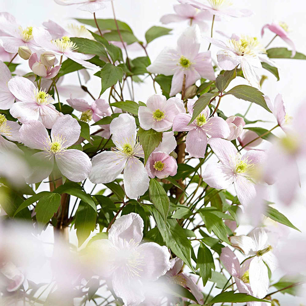 Bosrank 'Rubens' - Clematis montana Rubens - Willemse