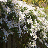 Bosrank 'Grandiflora' - Willemse