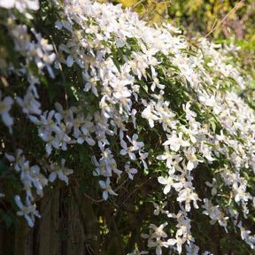 Bosrank 'Grandiflora' - Willemse