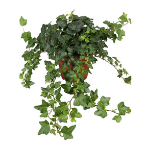 Hedera helix wonder - Klimop 'Wonder' - Hedera - Klimop