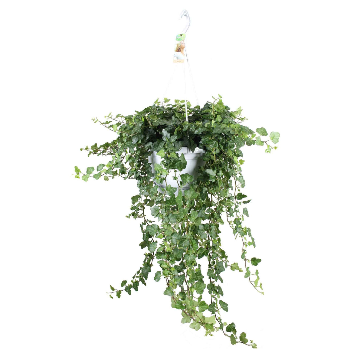 Hedera helix wonder - Klimop 'Wonder' - Hedera - Klimop