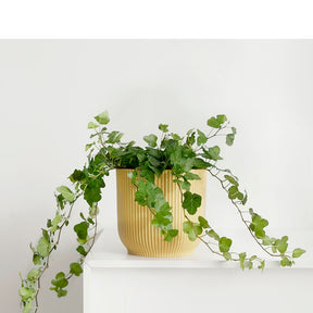 Klimop 'Wonder' - Hedera helix wonder