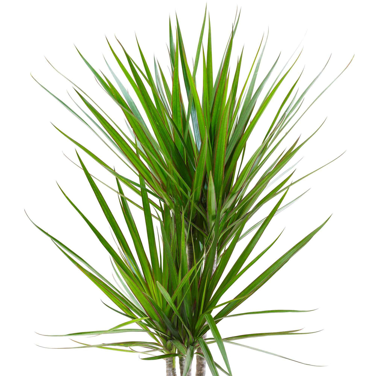 Drakenbloedboom - Dracaena marginata - Willemse