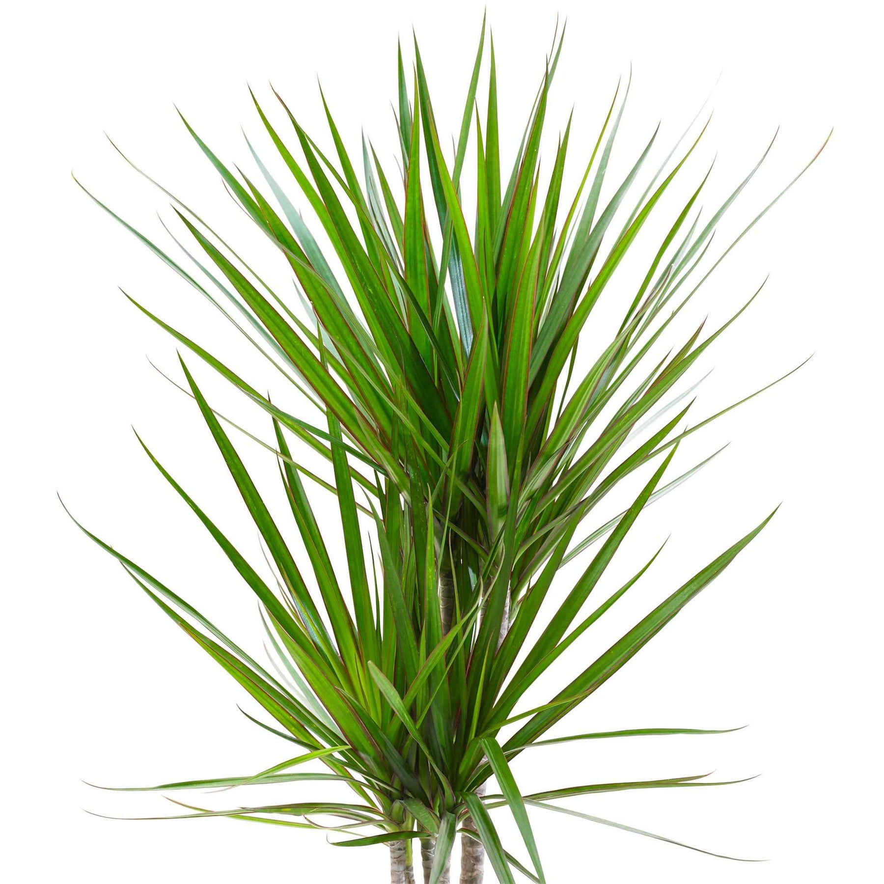 Drakenbloedboom - Dracaena marginata - Willemse