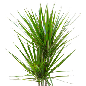 Drakenbloedboom - Dracaena marginata - Willemse