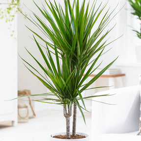 Drakenbloedboom - Dracaena marginata