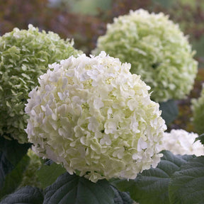 Verkoop Sneeuwbalhortensia 'Strong Annabelle'