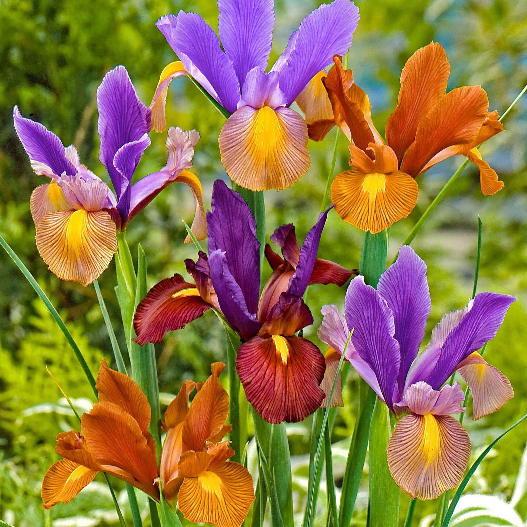 Iris 'Tiger' (x40) - Willemse
