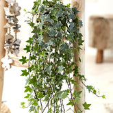 Klimop 'Eva' - Hedera helix eva