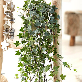 Klimop 'Eva' - Hedera helix eva