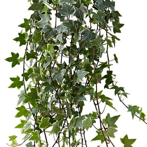 Klimop 'Eva' - Hedera helix eva