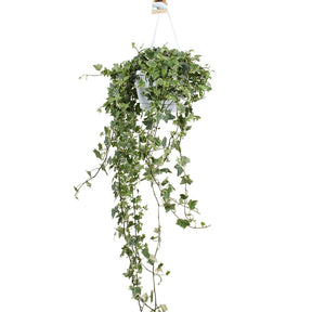 Klimop 'Eva' - Hedera helix eva