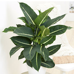 Dief van Bagdad 'Green Magic' - Dieffenbachia green magic