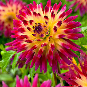 Dahlia 'Tahiti Sunrise' (x3) - Willemse