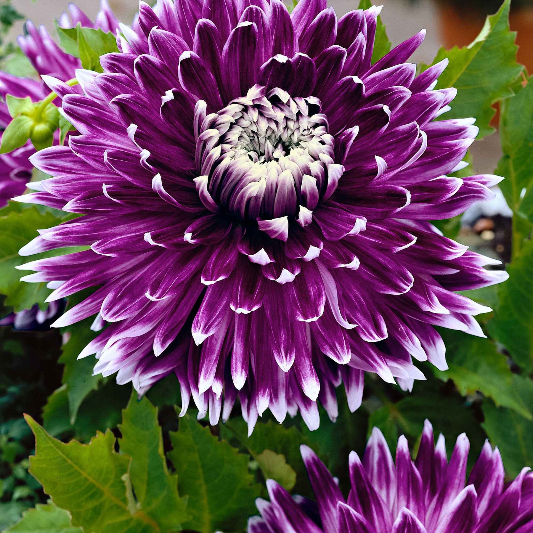 Verkoop Dahlia 'Vancouver' (x3) - Dahlia 'vancouver'
