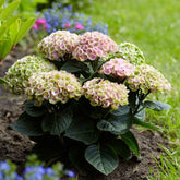 Boerenhortensia 'Revolution Pink' - Hydrangea macrophylla 'revolution pink' - Willemse