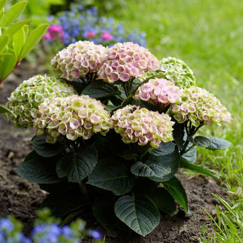 Boerenhortensia 'Revolution Pink' - Hydrangea macrophylla 'revolution pink' - Willemse