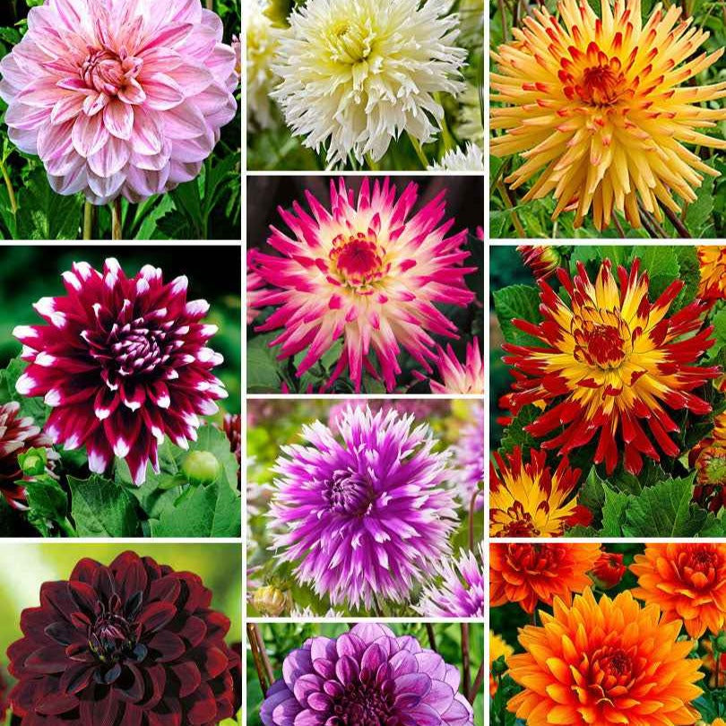 Dahlia - Mix 'The Ten' (x10) - Willemse
