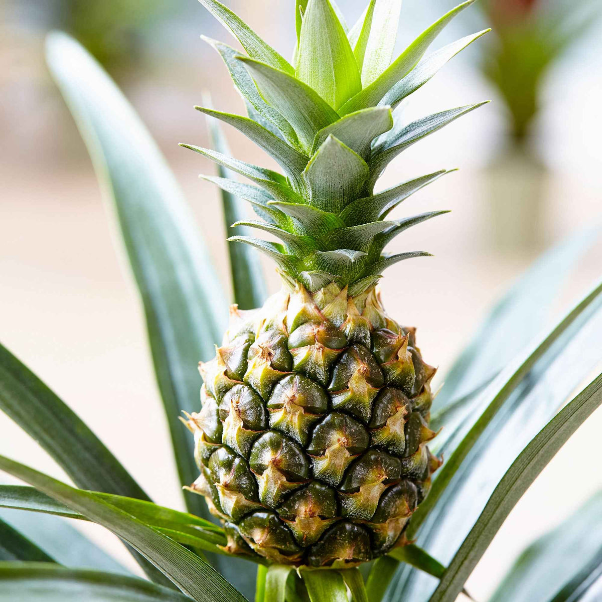 Ananas comosus 'Corona' - Ananasplant Ananas 'Corona' - Kleine kamerplanten